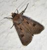 Agrotis exclamationis
